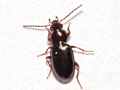 Bembidion obtusum